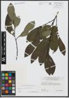 Foto von Salix appendiculata Vill.